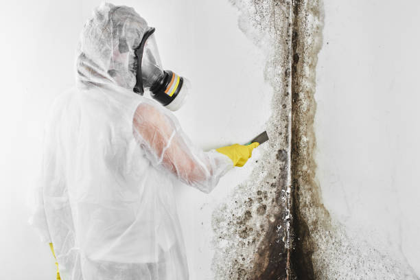 Best Emergency Mold Removal  in Hoer, OK