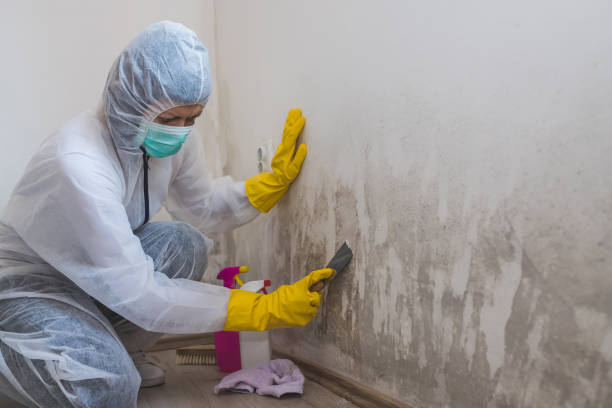 Best Toxic Mold Removal  in Hoer, OK