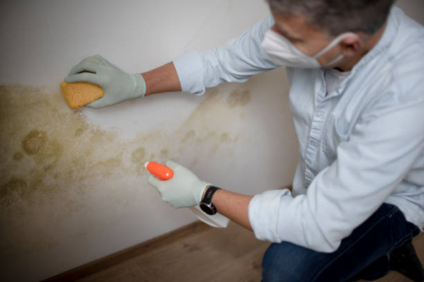 Best Mold Testing  in Hoer, OK