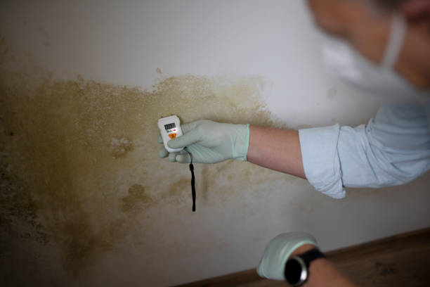 Mold Removal and Inspection in Hooker, OK