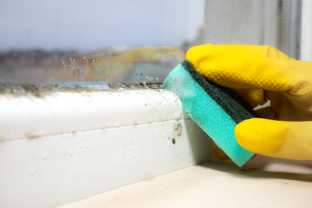 Best Mold Testing  in Hoer, OK